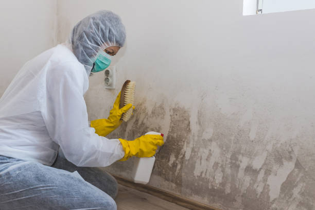 Best Certified Mold Removal  in Independence, MO
