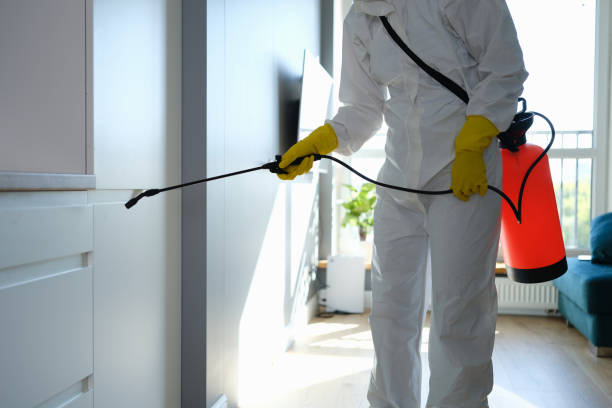 Best Attic Mold Removal  in Independence, MO