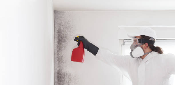Best Toxic Mold Removal  in Independence, MO